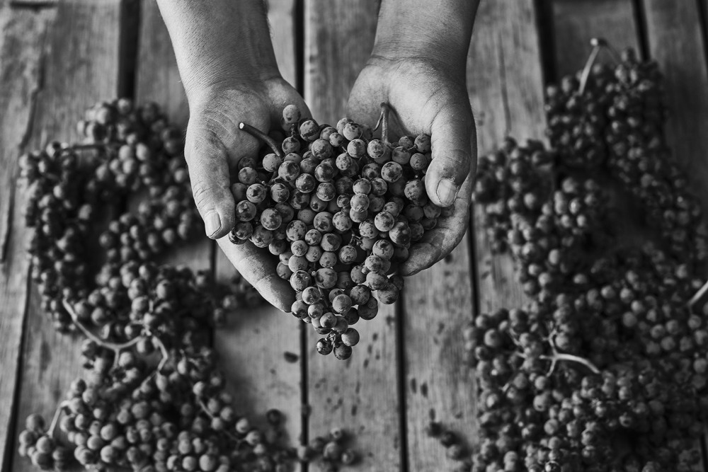 Ruca Malen viña image